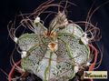 ASTROPHYTUM niveum P 270